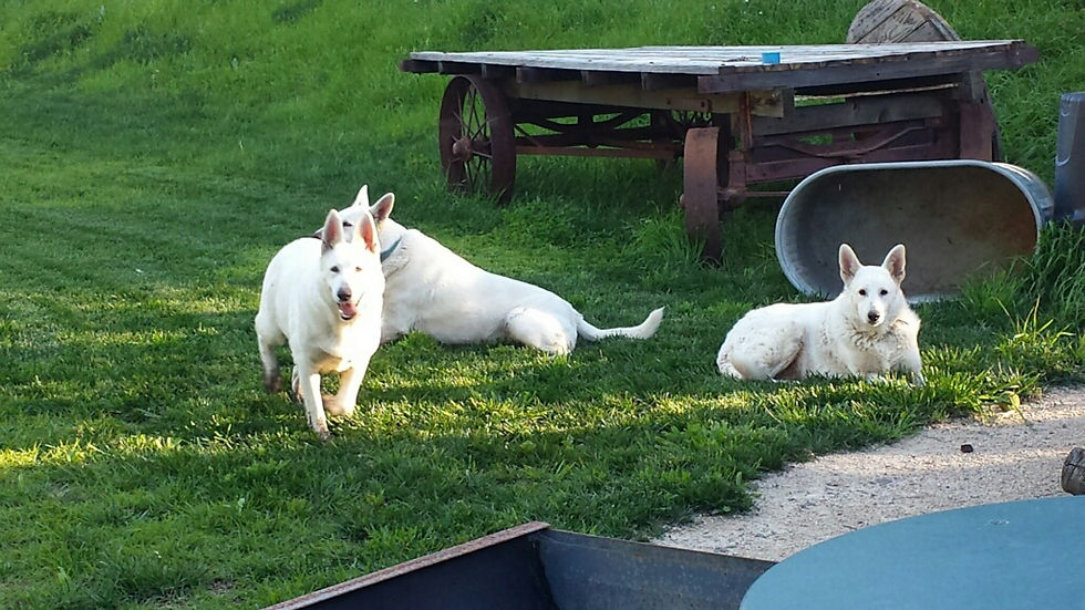 Beautiful Day Dogs