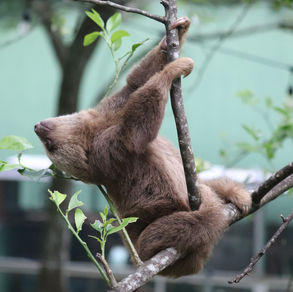 Two-toed Sloth