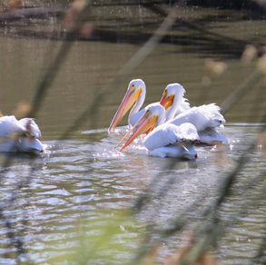 American White Pelican