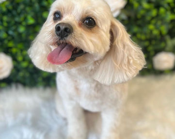 Beautiful Pooch