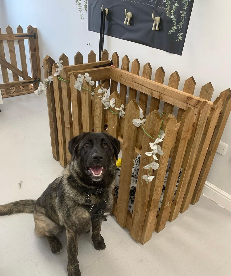 Good Boy