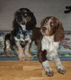 Cocker and Springer  Spaniels