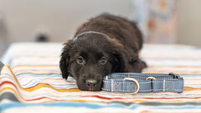 puppy on table with collar