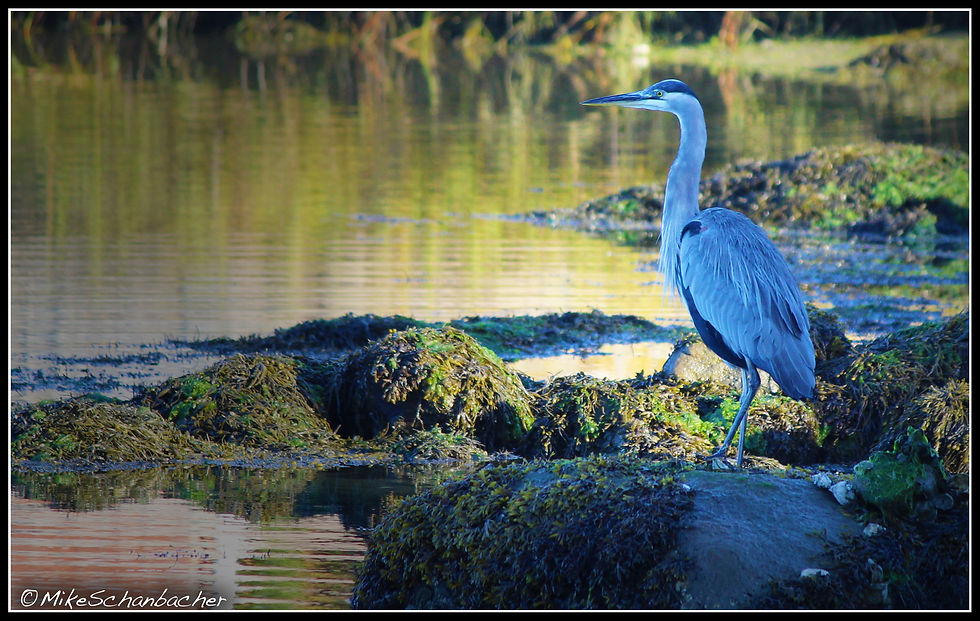 Great Blue Heron