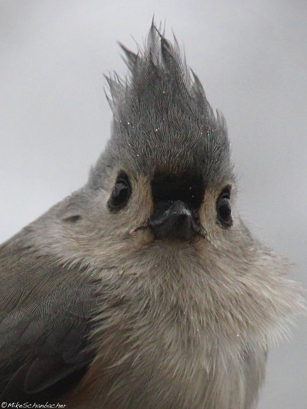 Tufted Titmouse