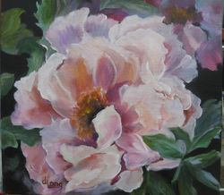 Single Poppy