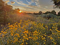 NewMexicoLandscape_edited_edited.jpg