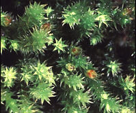 moss2.jpg