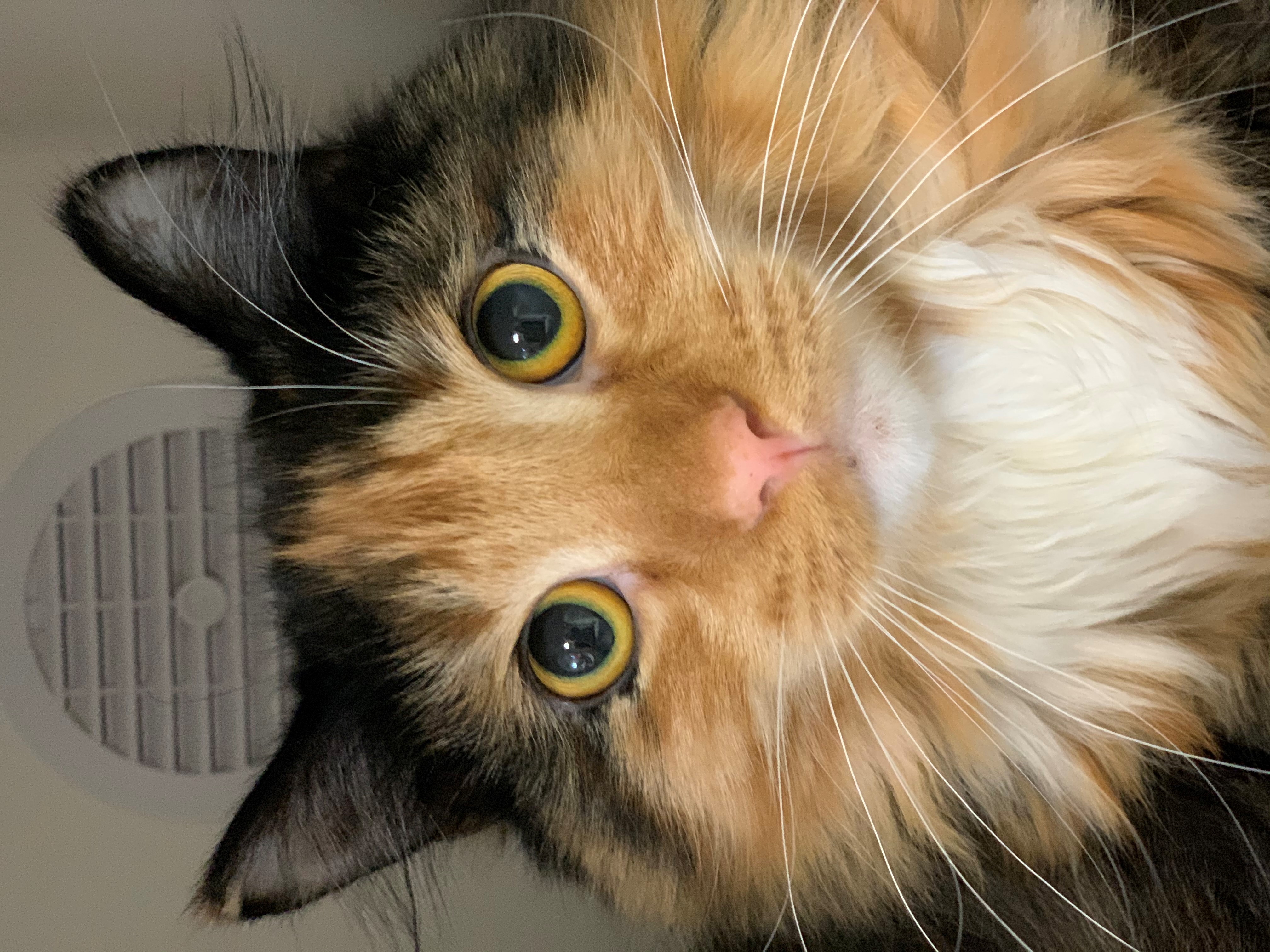 Smithtown Animal Shelter Adoptable Cats