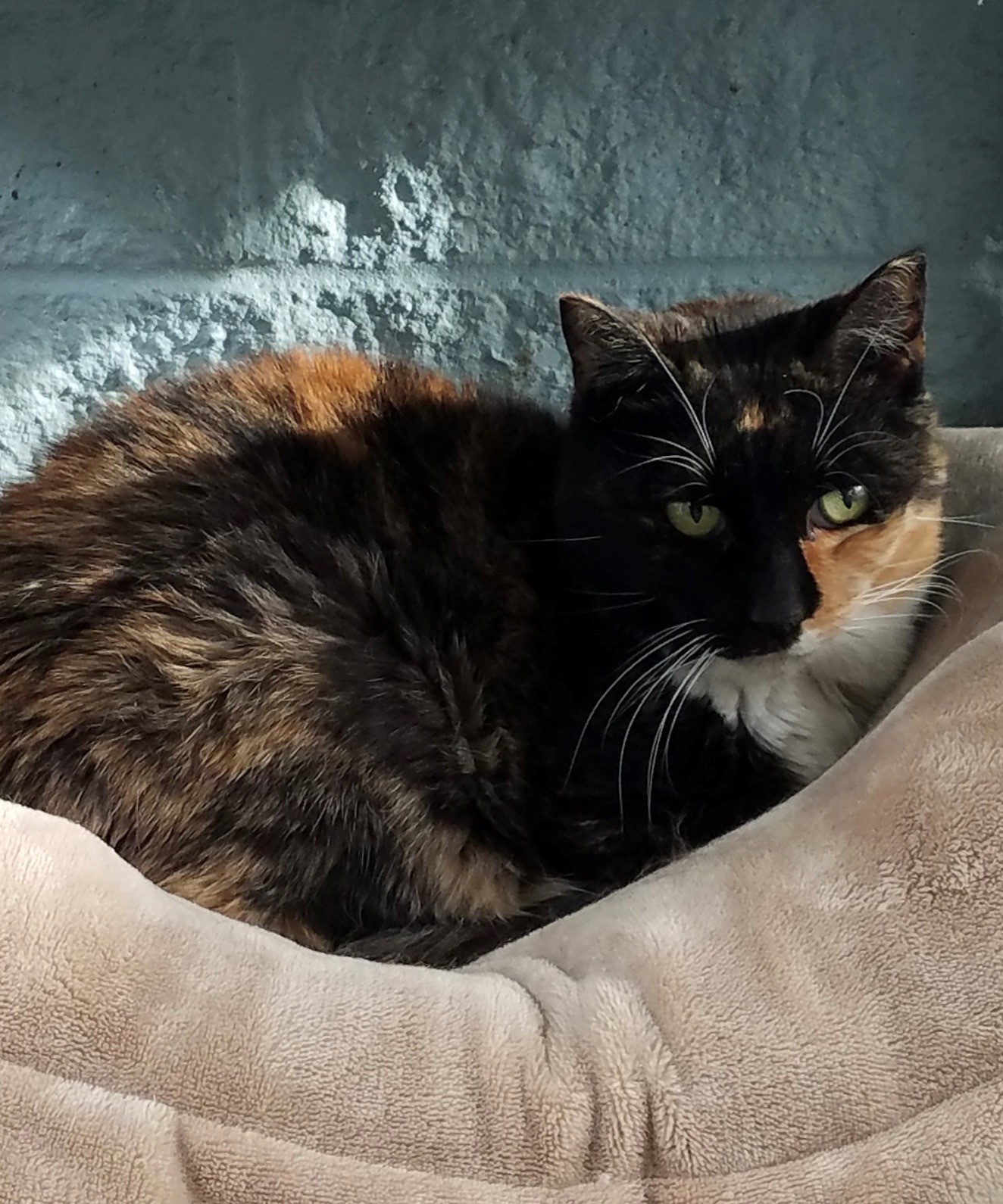 Torti