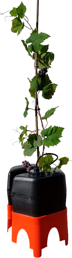 H₂Ortigator caring for a interplanted grapevine