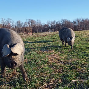Chapter Two of The Three Little Pigs
