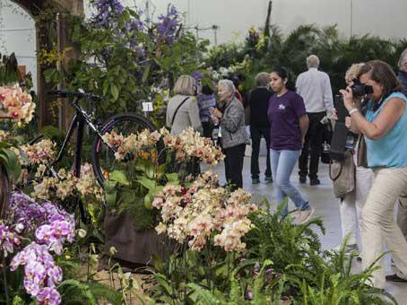 Diminuta orquídea ecuatoriana, entre las más galardonadas de la WOC 2017