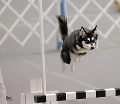 Maera jumps over a bar jump in Rally Obedience.