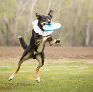 2025-05-18-UpDogDisney Thunderoo (9).png