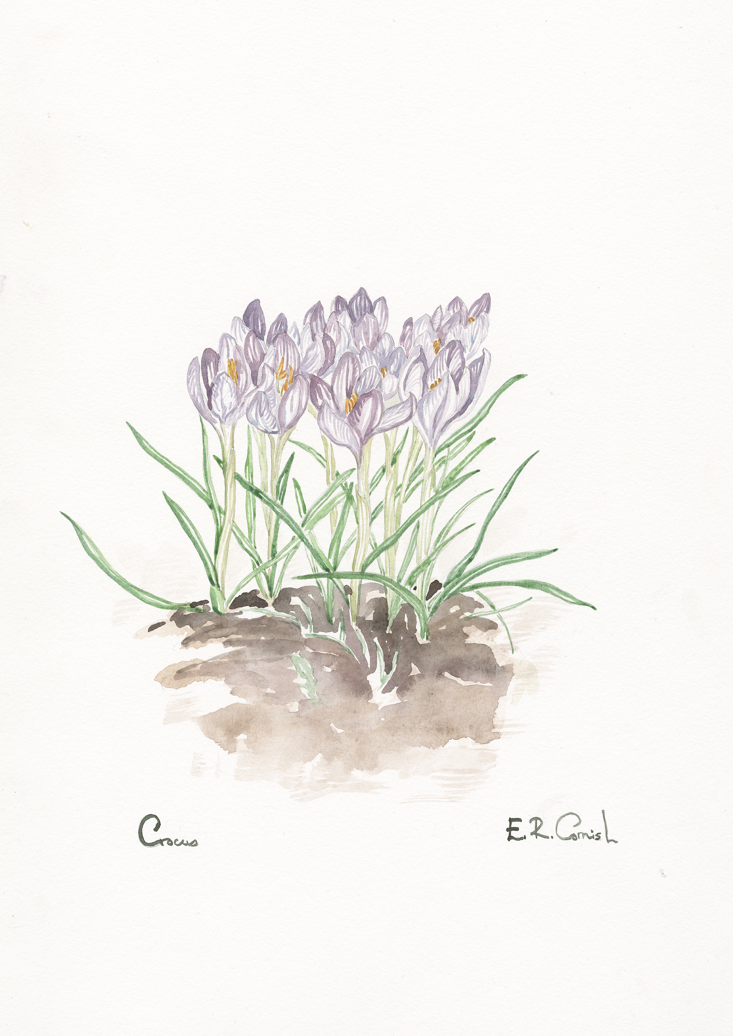 Crocus