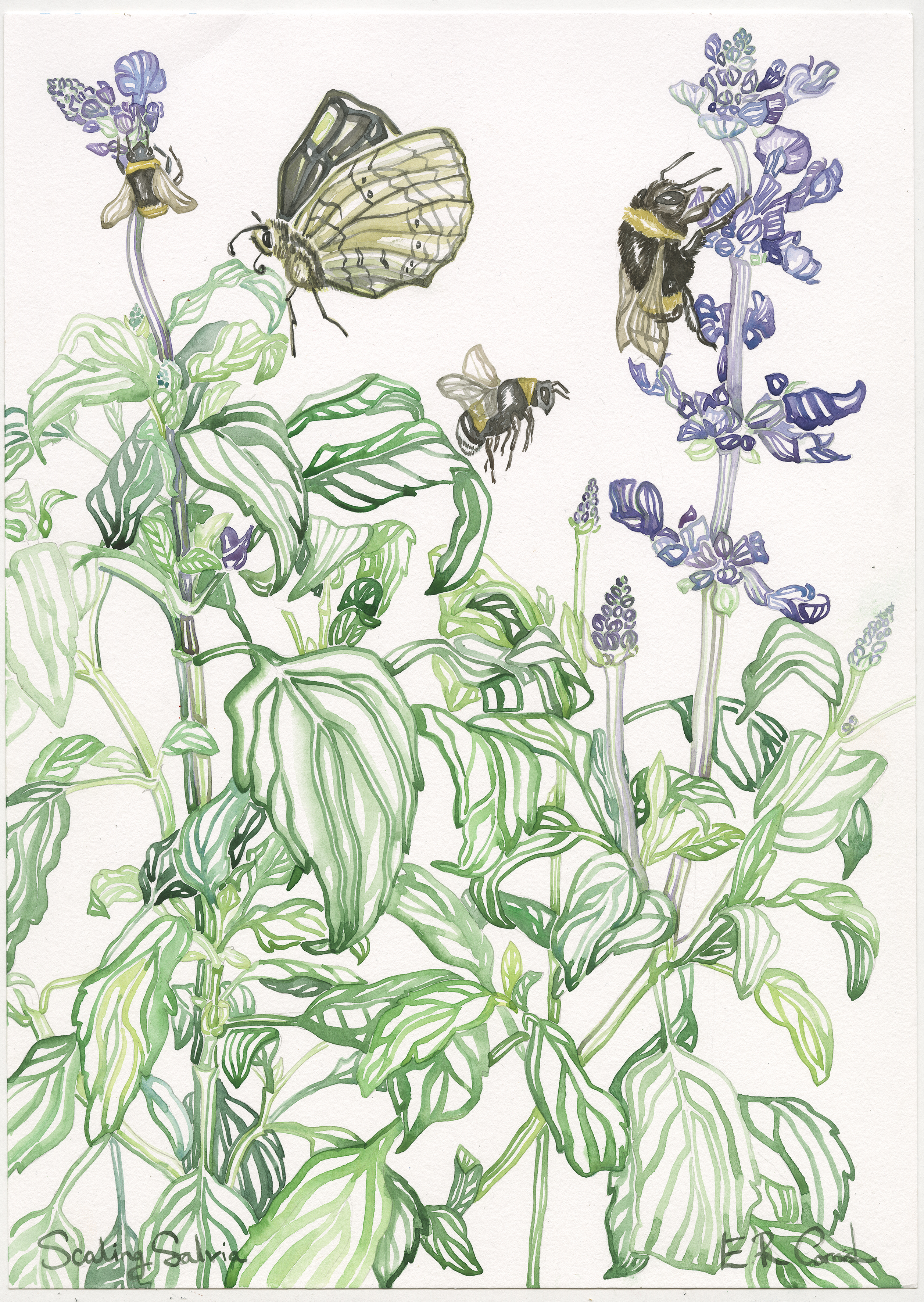 Scaling Salvia
