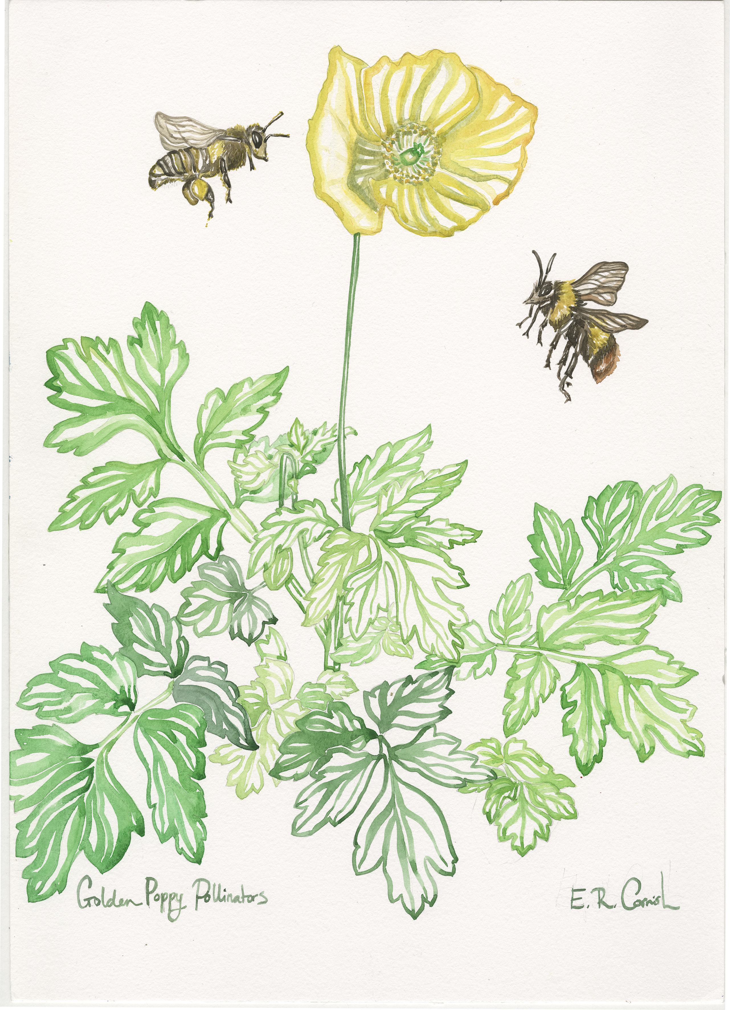 Golden Poppy Pollinators