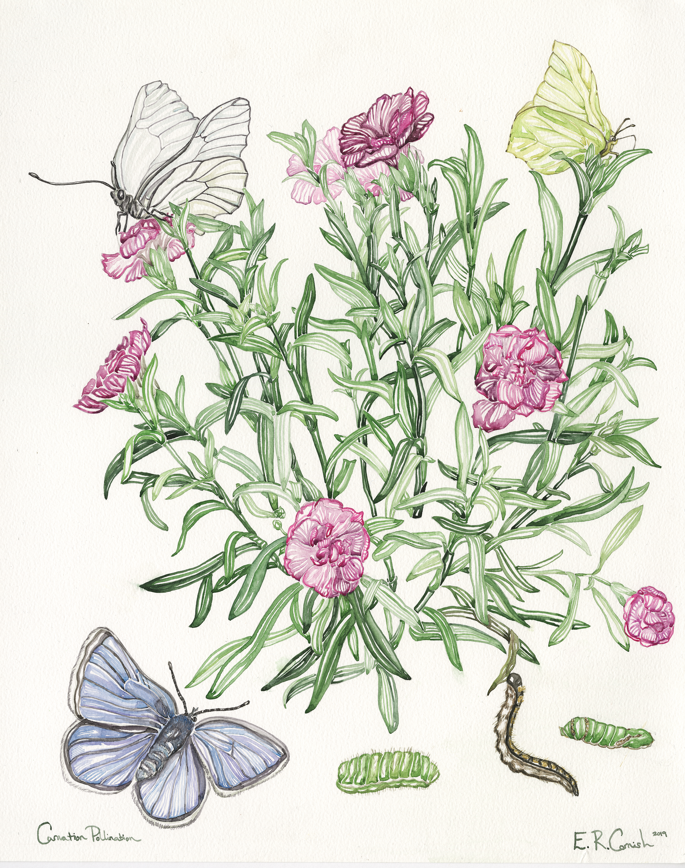 Carnation Pollination