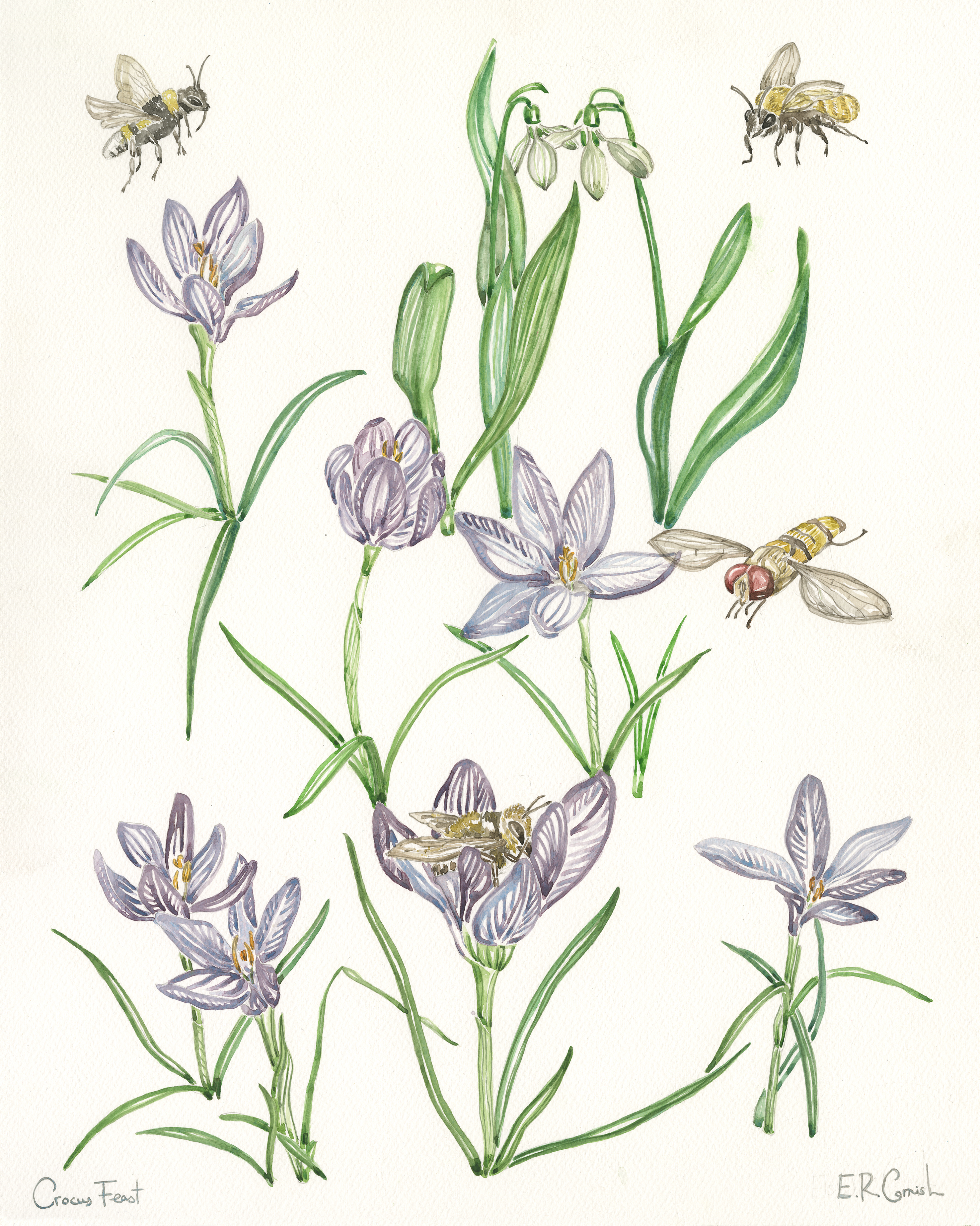 Crocus Feast