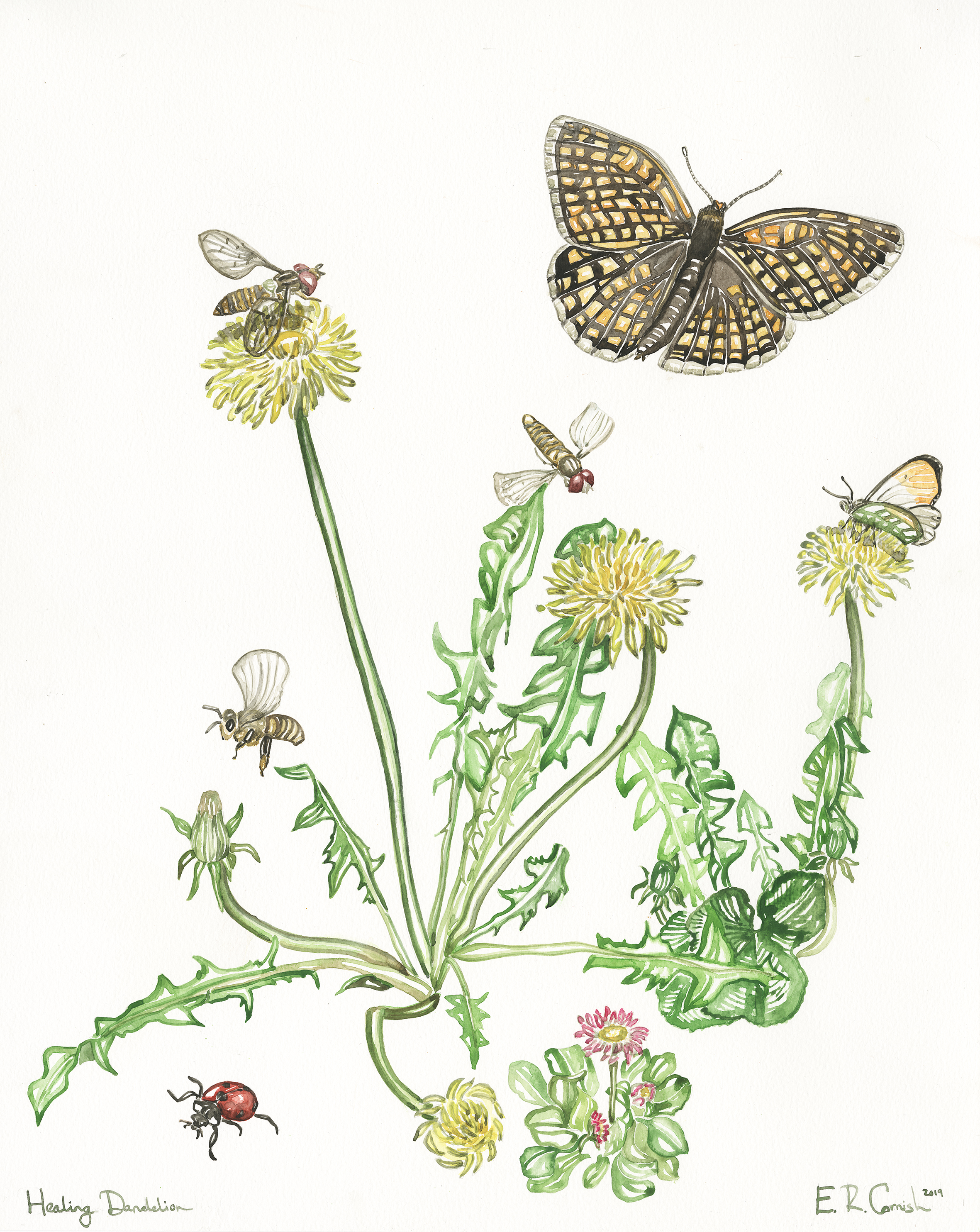 Healing Dandelion