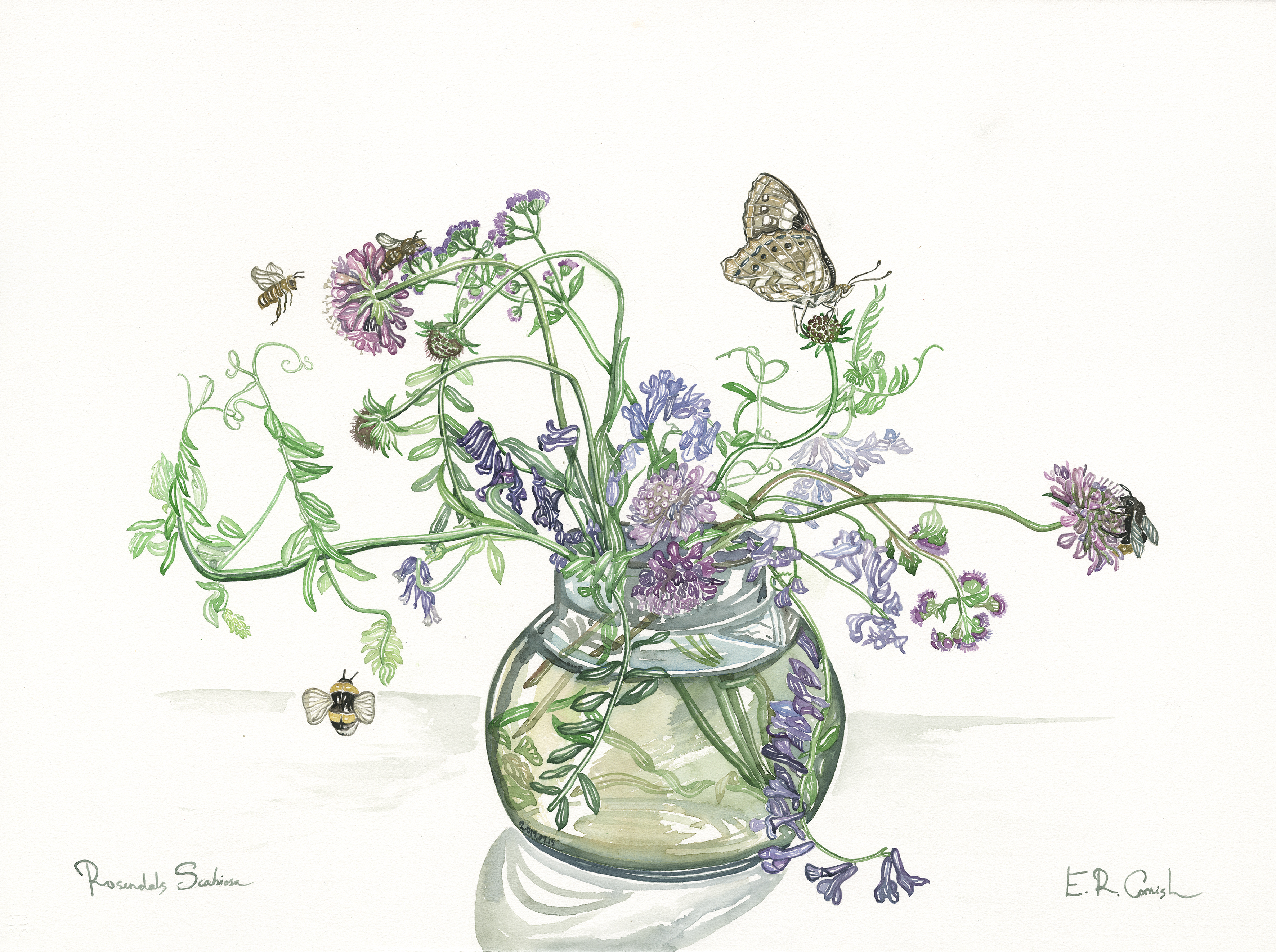 Rosendals Scabiosa