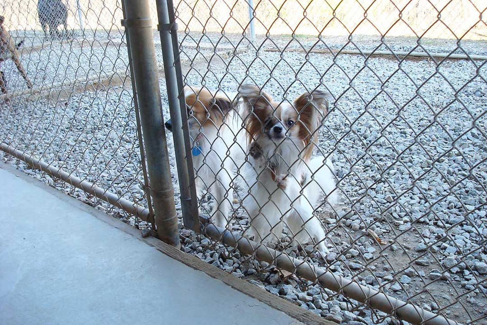 Gallery lexingtonpetlodge