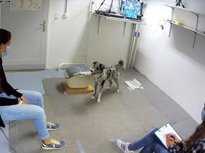 Hund-Mensch Kommunikation: passen Hunde ihr Blickverhalten an, je nachdem, wer verantwortlich dafür ist, dass ihre Belohnung verschwunden ist?