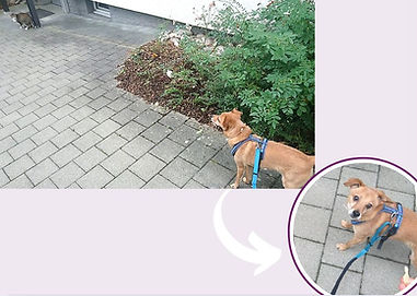 Varianten_von_Gegenkonditionierung_Webinar4.JPG