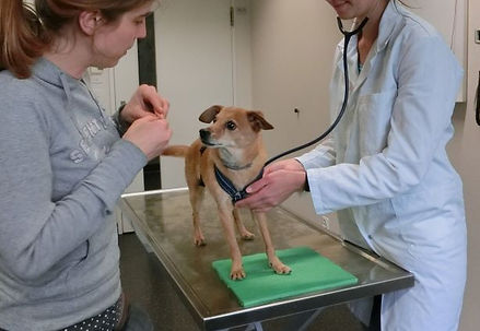 Hund-beim-tierarzt-ohne-Stress.jpg