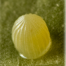 ovum.png