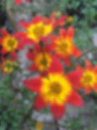 Annual Flowers