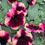 Thumbnail: Petunia unique - Crazytunia Blackberry Cheesecake