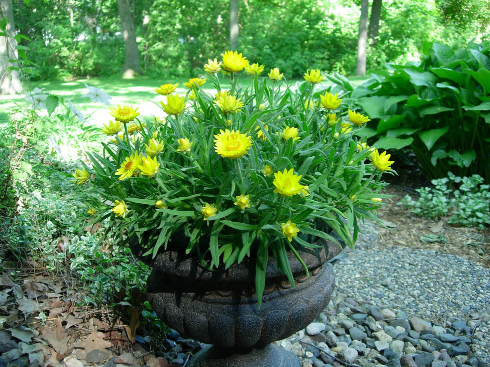 Thumbnail: Bracteantha - Strawflower