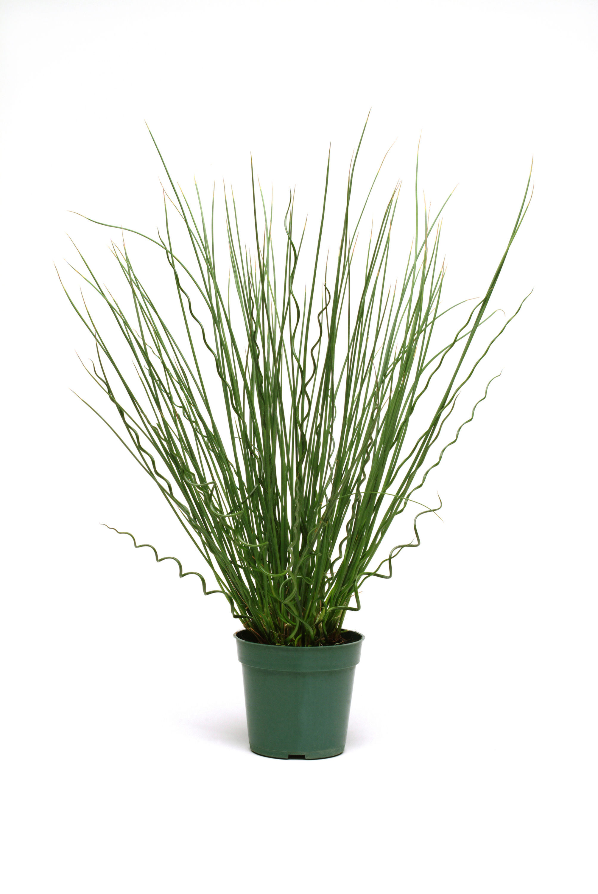 Juncus Twisted Arrows