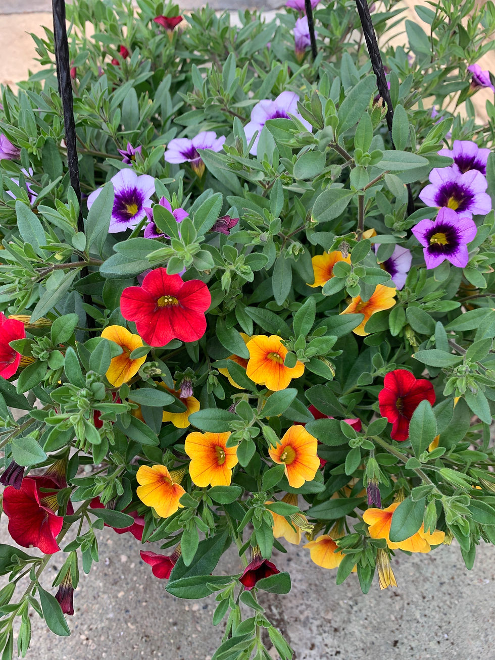 Hanging Basket Calibrachoa