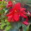 Thumbnail: Begonia Bossa Nova Red