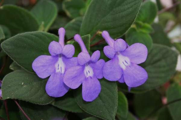 Thumbnail: Violet Streptocarpus Hanging Basket