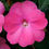 Thumbnail: Impatiens - Sunpatiens Compact Hot Pink