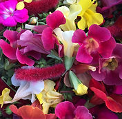 spring greenhouse blossom clippings