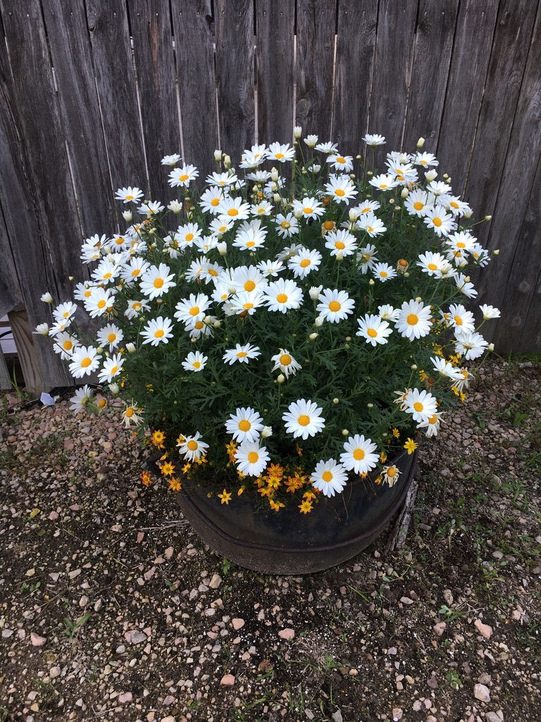 Thumbnail: Argyranthemum - Honeybee White Butterfly