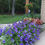 Thumbnail: Petunia cascade - Daddy Blue