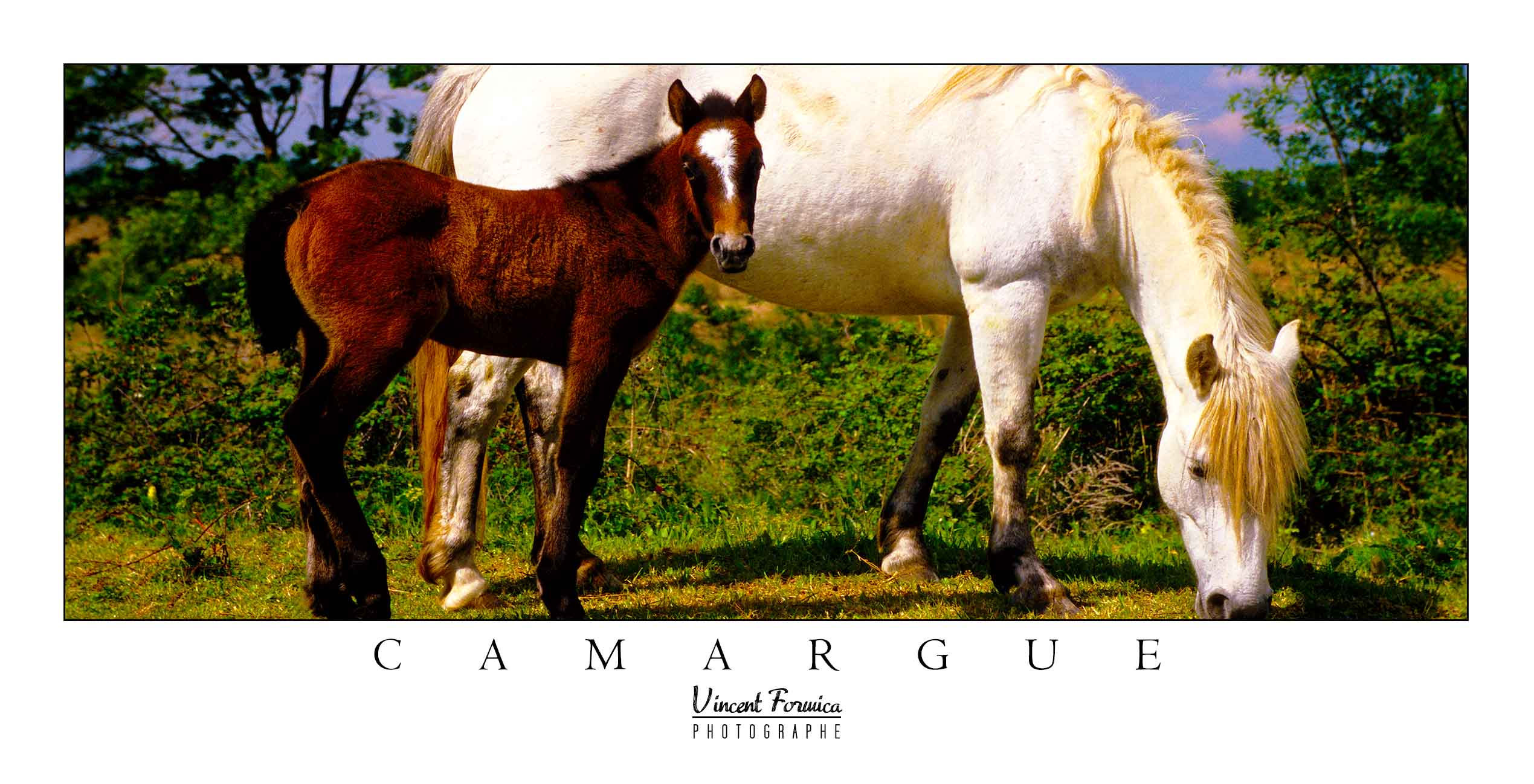 Carte Postale  x 25 - Collection Camargue Panoramique - Réf CM046