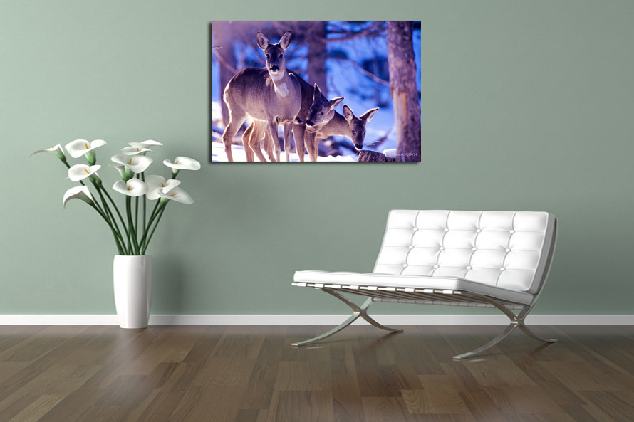 Photo sur toile "Chevreuils dans la Neige"
