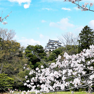 彦根城の桜