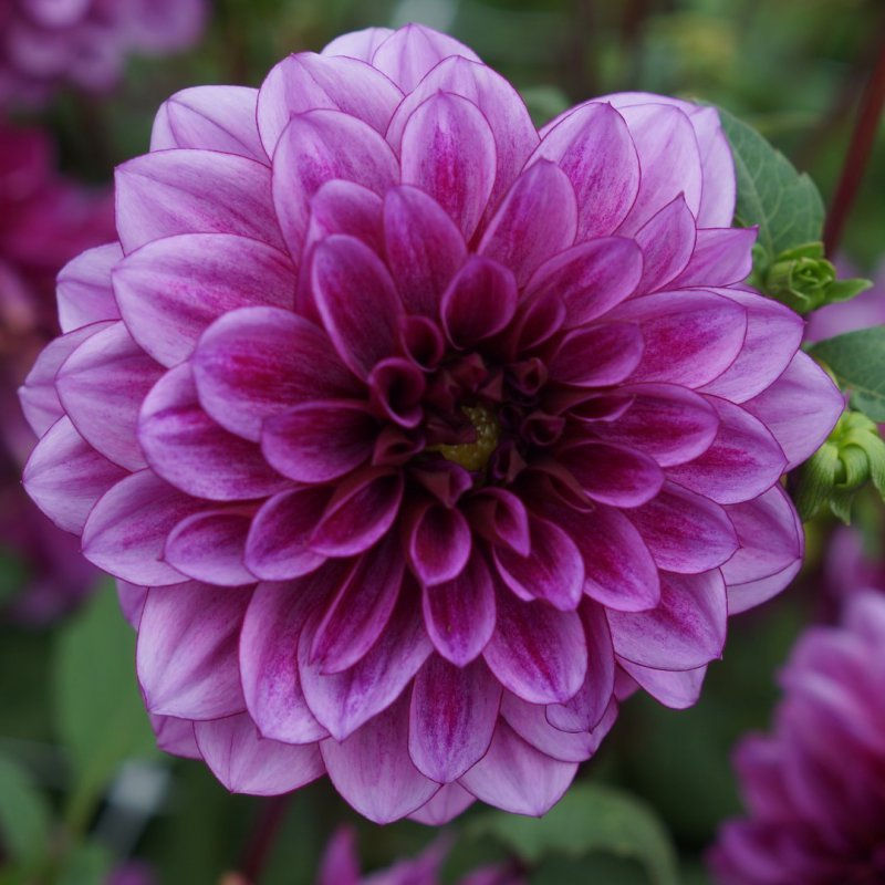 Thumbnail: Dahlia 'Blue Bell'