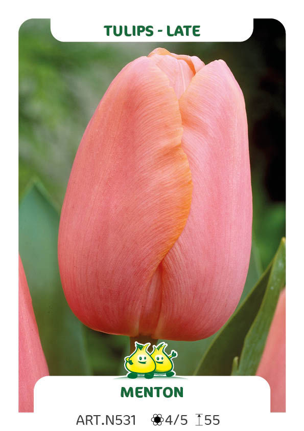Tulpen Menton