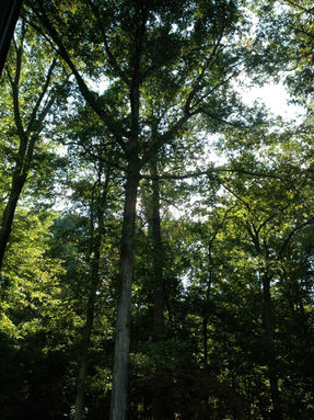 My New Year's Resolution: To Renew