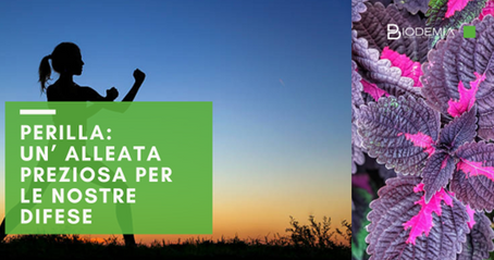 Perilla, un'alleata preziosa delle nostre difese