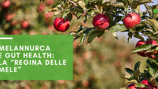 Melannurca e gut health: la “regina delle mele”